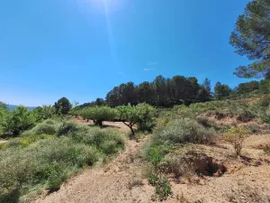 Oportunidad Terreno rústico en Caseta Leal, a solo 3 km de Castalla, con olivos, almendros y una amplia zona de bosque, por tan solo 0,40 €/m2.