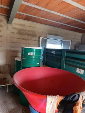Finca rústica de 30.771 m2 con 500 almendros, 35 oliveras y almacén en Bullas