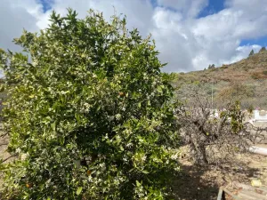 Gran oportunidad de negocio en Granadilla de Abona.