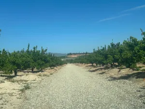 FINCA EN ALHAMA DE MURCIA