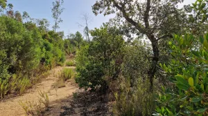 Finca forestal de 220 hectáreas en Massanes