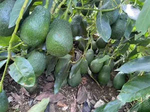 Finca agrícola productiva