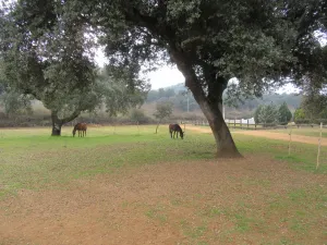 FINCA HIPICA Y DE RECREO EN SEVILLA - 1353