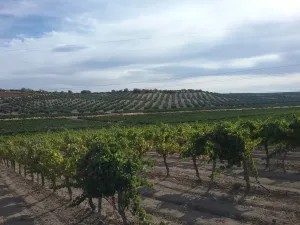 OPORTUNIDAD VENTA DE GRAN FINCA DE REGADIO