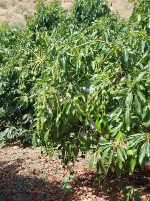 Finca de aguacates
