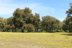 Finca recreo en Valladolid, junto AVE, 1530
