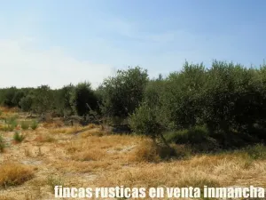 finca en venta 20 has. olivar regadío Toledo