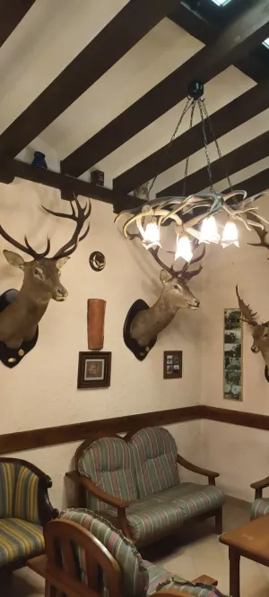 EXCLUSIVA FINCA CINEGÉTICA DE CAZA MYOR