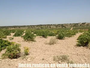 finca en venta 70 has. labor olivar riego