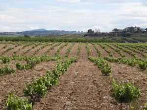 FINCA EN JUILLA