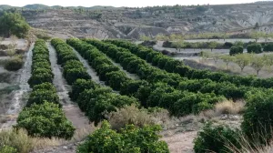FINCA DE REGADÍO DE POMELOS EN FTE. LIBRILLA