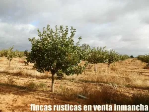 finca en venta 22 has. Pistacho-Labor riego
