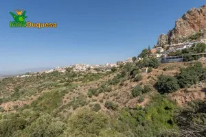 Terreno RÚSTICO con cortijo en Cogollos Vega