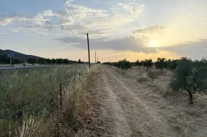Olivar Con Buen Acceso En Plena Producción