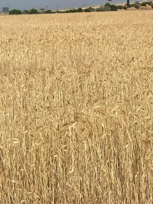 [gestifincarustica] - Tierra calma de  labor