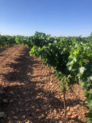 [gestifincarustica] - viñedo en espaldera