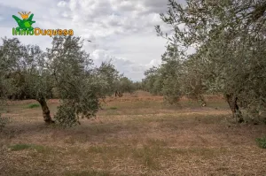 Terreno rústico en Las Gabias. Junto al campo de golf