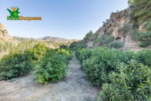 Finca rústica en  término de VELEZ DE BENAUDALLA.