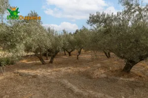 Terreno rústico en Alhendín(Con casita, piscina y huerto)