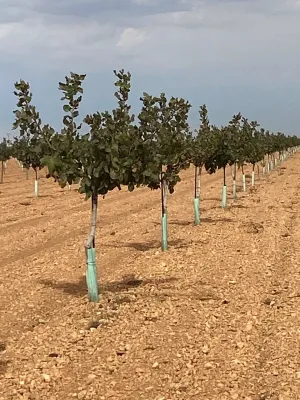[gestifincarustica] - Tierra plantada de pist
