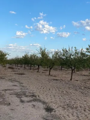 [gestifincarustica] - almendros regadio