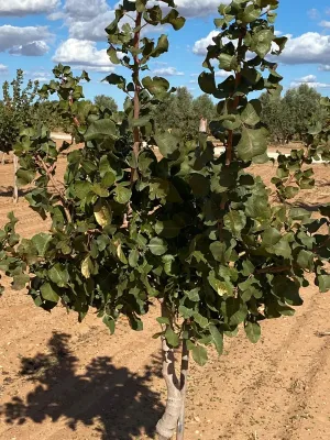 [gestifincarustica] - PISTACHOS