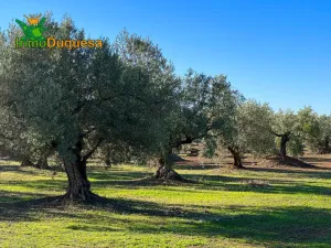 HAZNOS TU OFERTA DE PRECIO!!! Finca rustica de 116,40 hectareas de OLIVAR en Loja.