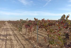 Finca en venta de 9 ha en Tomelloso