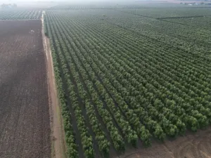 Olivar Superintensivo regadio 8,4 has