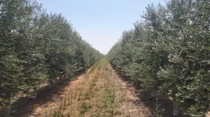 Venda de propriedade com oliveiras superintensivas