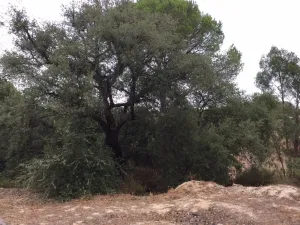 Finca Rustica en Villarrasa