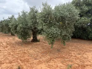 Finca en Almonte Huelva