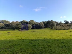 Finca Ganadera 190 ha en Cáceres
