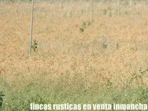 finca en venta 28 has. labor riego en Villena