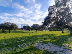 Finca Ganadera de 100 ha en Torrejoncillo