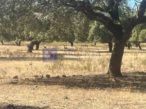 Venta Finca Ganadera, Cinegética y corcho