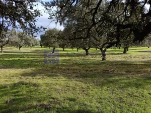 Se vende finca Ganadera 700 ha Navalmoral