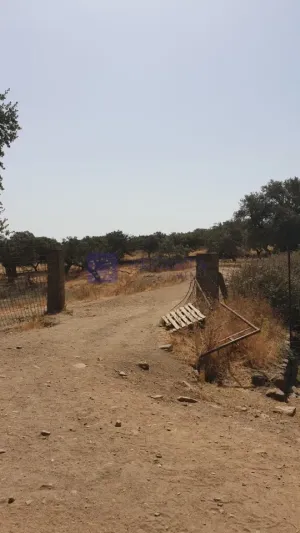 Finca Ganadera 600 ha Alcuéscar