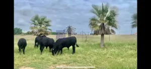 Se Vende Finca Ganadera/Industrial