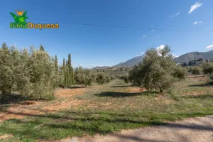 Finca rústica en Cogollos Vega (con toma de luz y agua en la entrada)