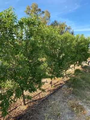 FINCA DE REGADÍO DE ALMENDROS DE 12 HECTÁREAS