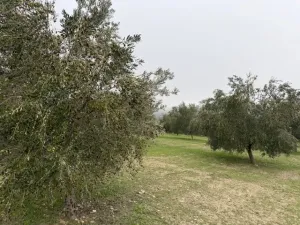 Finca Olivos Espejo (Córdoba)