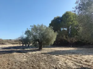 Finca Rustica en Orihuela - Alicante