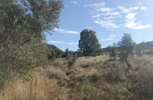 Venta finca rústica en Monterrubio La Serena