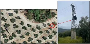 Olivar en Regadío en Villacarrillo 21,8 ha