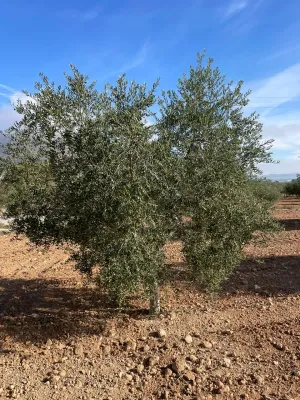 Finca Rústica de 24,5ha Casa 250m2 Nave 300m2