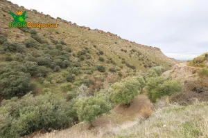 Finca rústica de olivos en Monachil.
