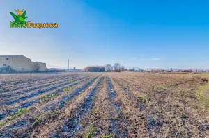 Finca rústica de regadío en la Vega de Granada. (Facil acceso a pie de ctra.)