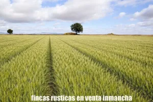 finca en venta 9 has labor regadío en Daimiel