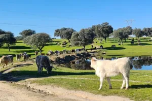 FINCA GANADERA DE 700HA EN EL NORESTE DE CÁCE